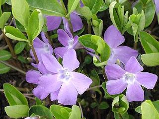 Pervinca