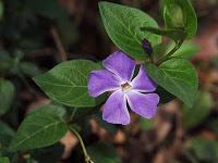 Pervinca