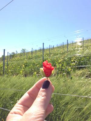 #piemonteliguria due regioni molto vicine [Piemonte Langhe]