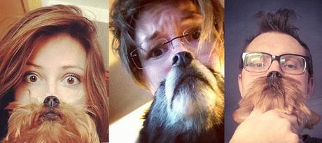 Cat beards vs dog beards