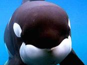 Orca assassina vittima dell’uomo? Guarda trailer documentario Blackfish (uscirà nelle sale americane luglio)