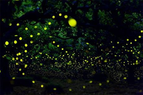 inspiration-long-exposure-photographs-of-fireflies