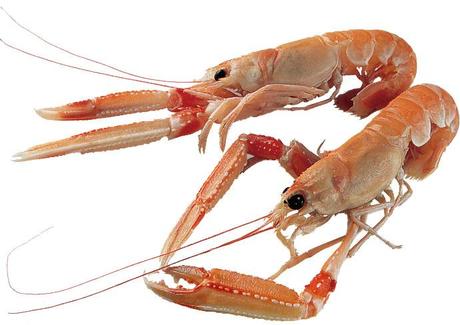 scampi