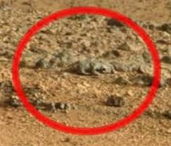 Topi e lucertole: c’è vita su Marte?