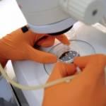 Muore Sophia, bimba di 6 mesi che aspettava cura con metodo Stamina