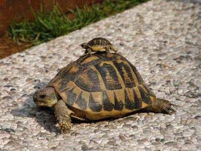 Riforma Catasto avanti veloce, ma ci vorranno almeno 5 anni