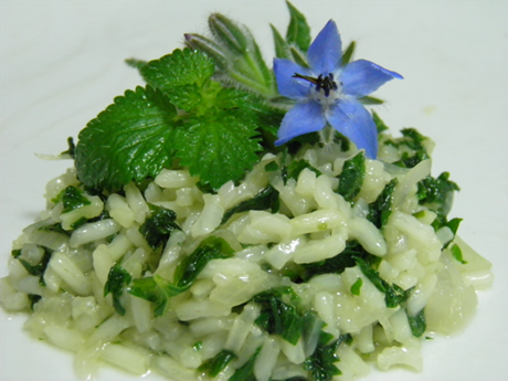 risotto_borragine