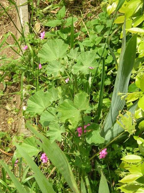 Malva...che panacea!