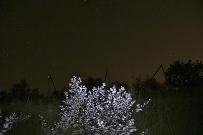 e lucevan le stelle, a Pierino