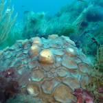 Underwater shoot in the Sicilian ChanelUn arcobaleno in fondo al mare (Cliona, spugna perforatrice)