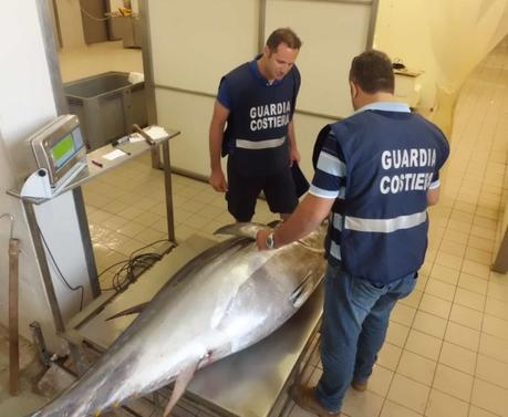Sequestrati 300 chili di tonno rosso a San Vito Lo Capo