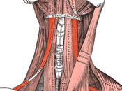 Sclerosi Multipla: compressione muscolo omoioideo sulla vena giugulare interna