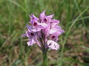 Orchidee nella valle lago cavazzo(ud)