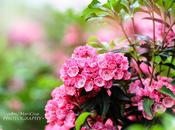 FLOR prima parte