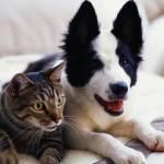 Cani e gatti più a rischio tumori se il padrone fuma