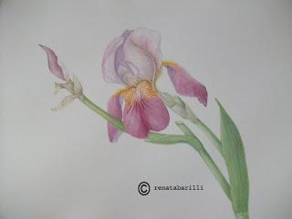 Iris