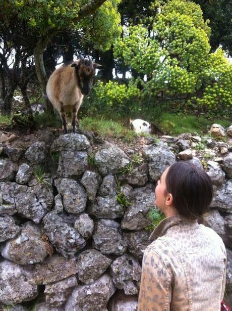 CAPRI: DAY 1 AND DAY 2