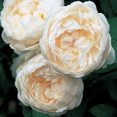 Glamis Castle Roses- Rose Inglesi -shabby&CountryLife.blogspot.it