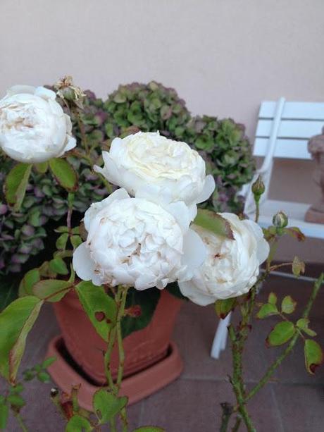 Glamis Castle Roses- Rose Inglesi -shabby&CountryLife.blogspot.it