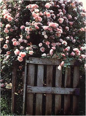 Glamis Castle Roses- Rose Inglesi -shabby&CountryLife.blogspot.it