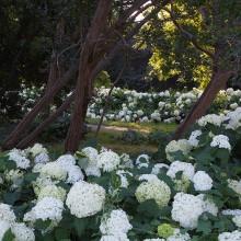 Pinerolo: al Parco Storico de Il Torrione, il 23 giugno con le Ortensie. Da non perdere