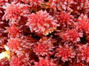 Coralli estinti entro 2100