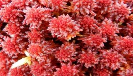 Coralli estinti entro il 2100