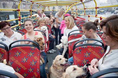 Un po' di cani in bus (per non parlare degli umani)