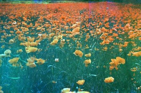 Rainbow Poppies (on Soapy Film by Mustolina) #2