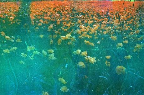 Rainbow Poppies (on Soapy Film by Mustolina) #2