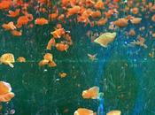 Rainbow Poppies Soapy Film Mustolina)