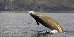 Esercitazioni della marina americana con i sonar: sarà strage di balene