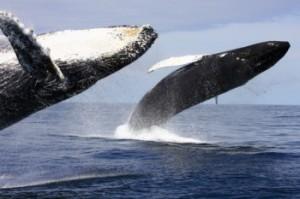 Esercitazioni della marina americana con i sonar: sarà strage di balene