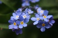 Myosotis (Nontiscordardime)