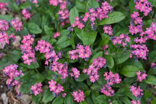 Myosotis (Nontiscordardime)