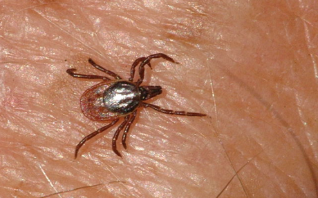 zecca ixodes ricinus Vacanze 2013: è allarme zecca killer nelle zone boschive