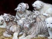 Thailandia: scoperto traffico illegale leoni albini