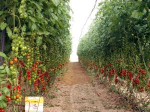 Agricoltura israeliana: un modello sostenibile?