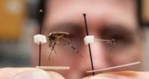 Invasione di zanzare giganti in Florida: la loro puntura è come una lama tagliente