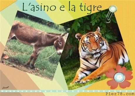 Lasino e la tigre   Favole dal mondo tigre favole asino 