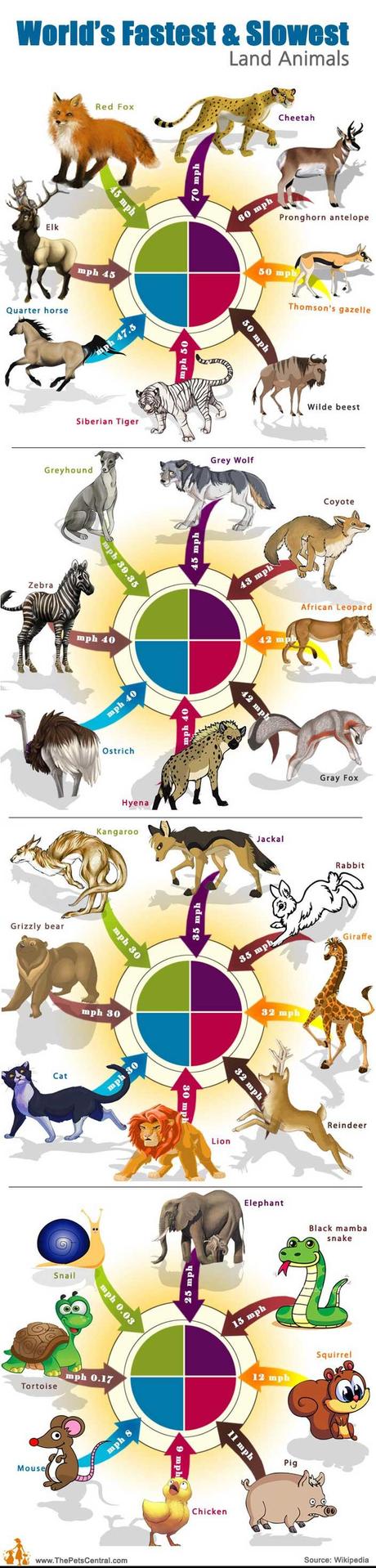 Scopri chi sono gli animali più veloci e più lenti della terra [Infografica].