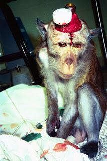 Stop Vivisection Day: 15 giugno 2013