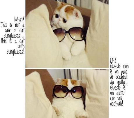 [INSPIRATION] Cat Sunglasses