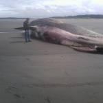 Balena spiaggiata a Ocean Shores: uccisa da collisione con nave?