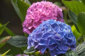 A Pinerolo per ammirare le ortensie in fiore