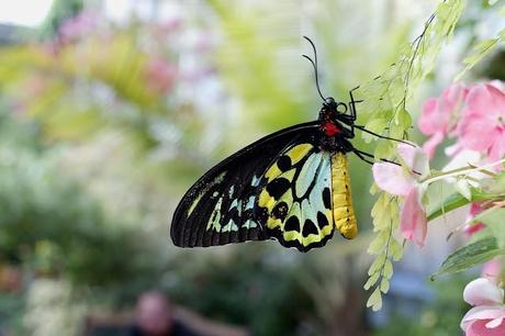 flowers and butterflies