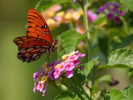 flowers and butterflies