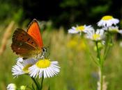 flowers butterflies