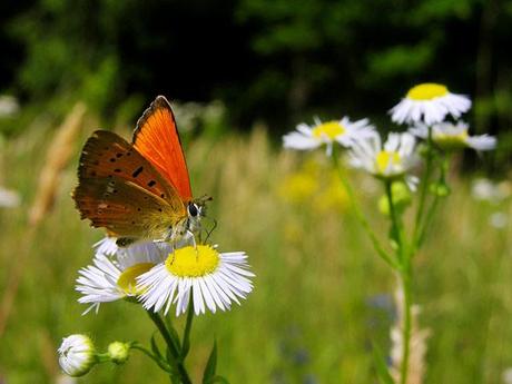 flowers and butterflies