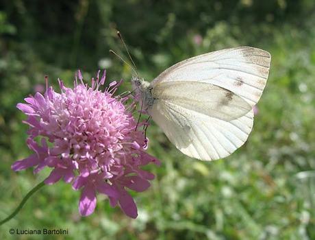 flowers and butterflies